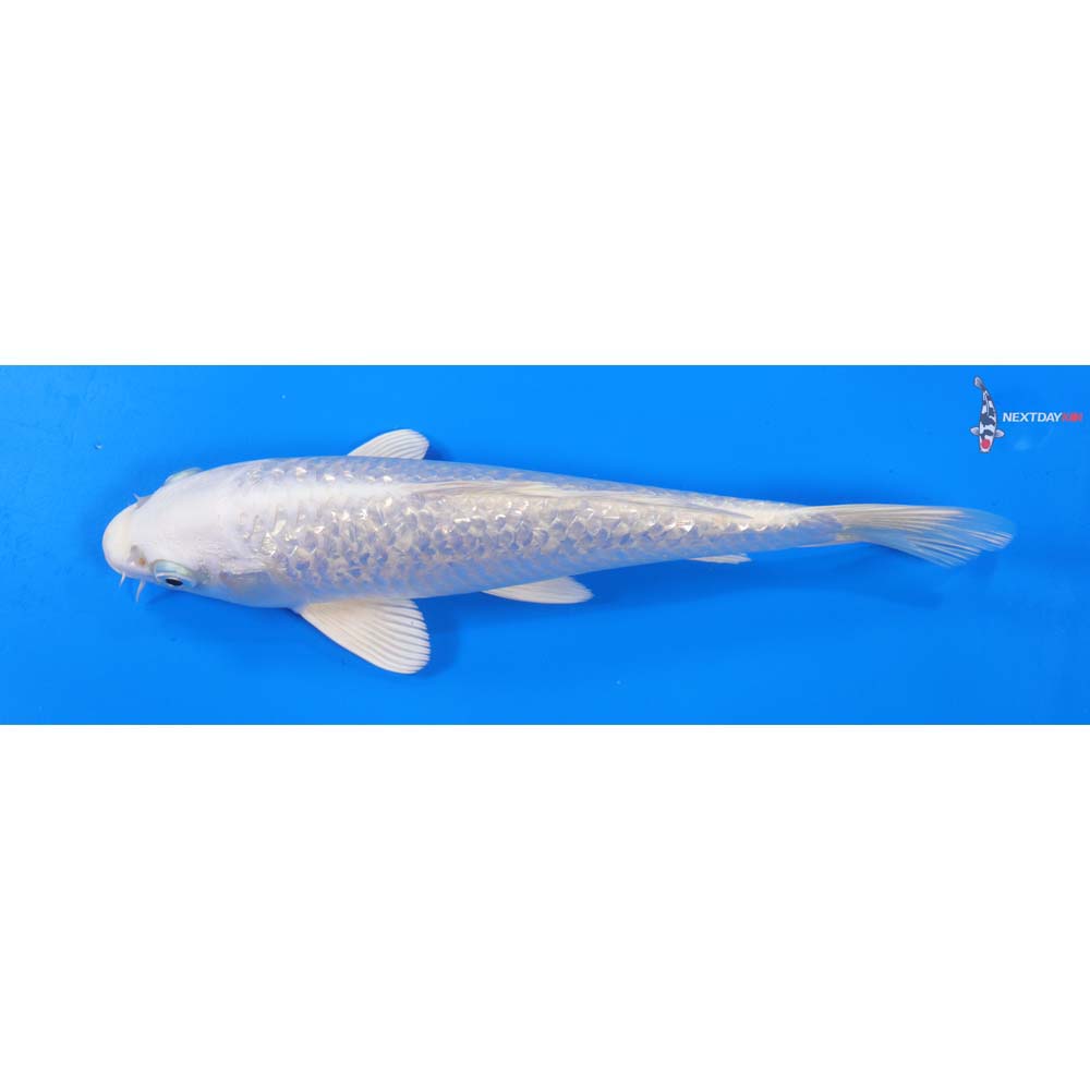 8.5” Imported Gin Rin Platinum Ogon