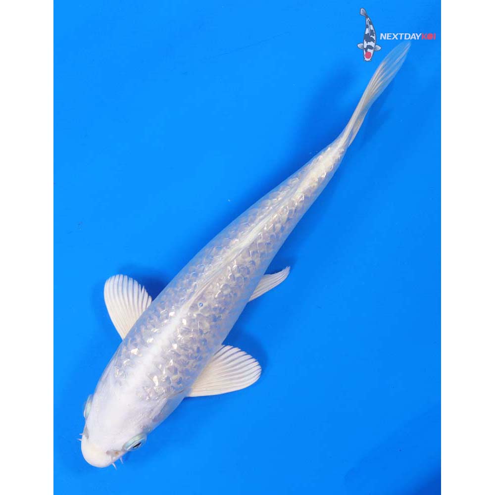 8.5” Imported Gin Rin Platinum Ogon