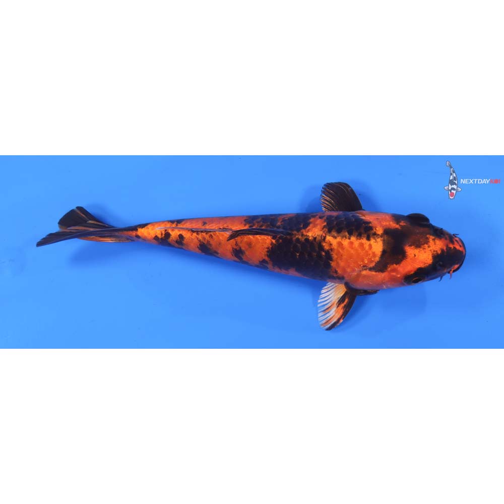 8.5” Imported Kin Hi Utsuri