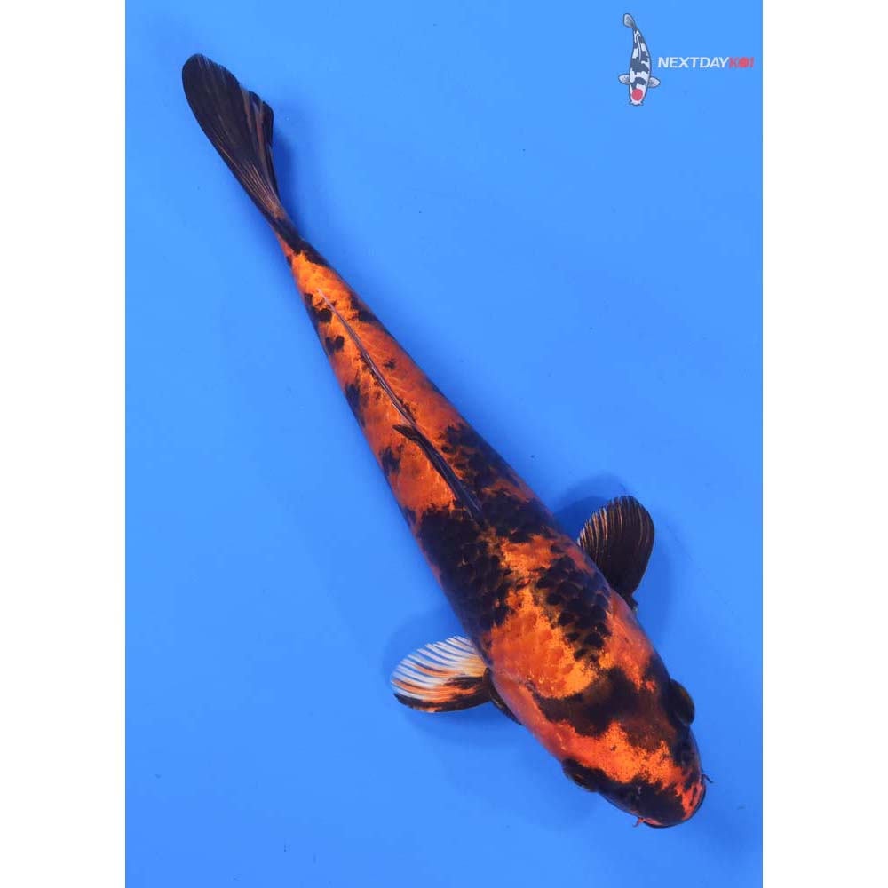 8.5” Imported Kin Hi Utsuri