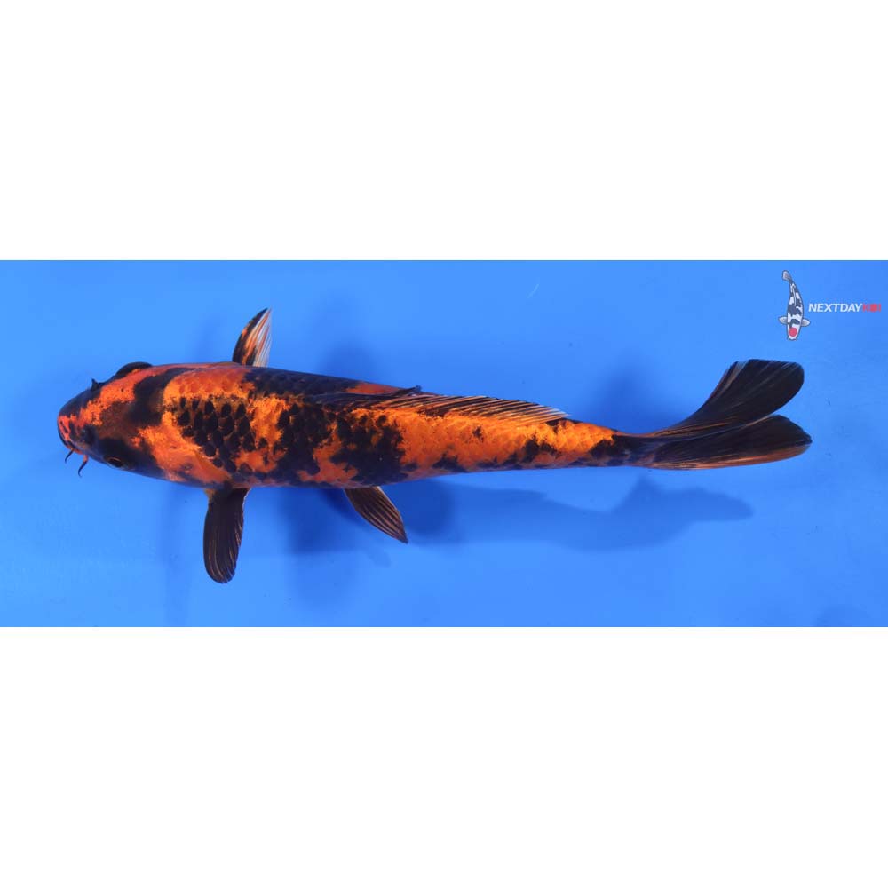 8.5” Imported Kin Hi Utsuri
