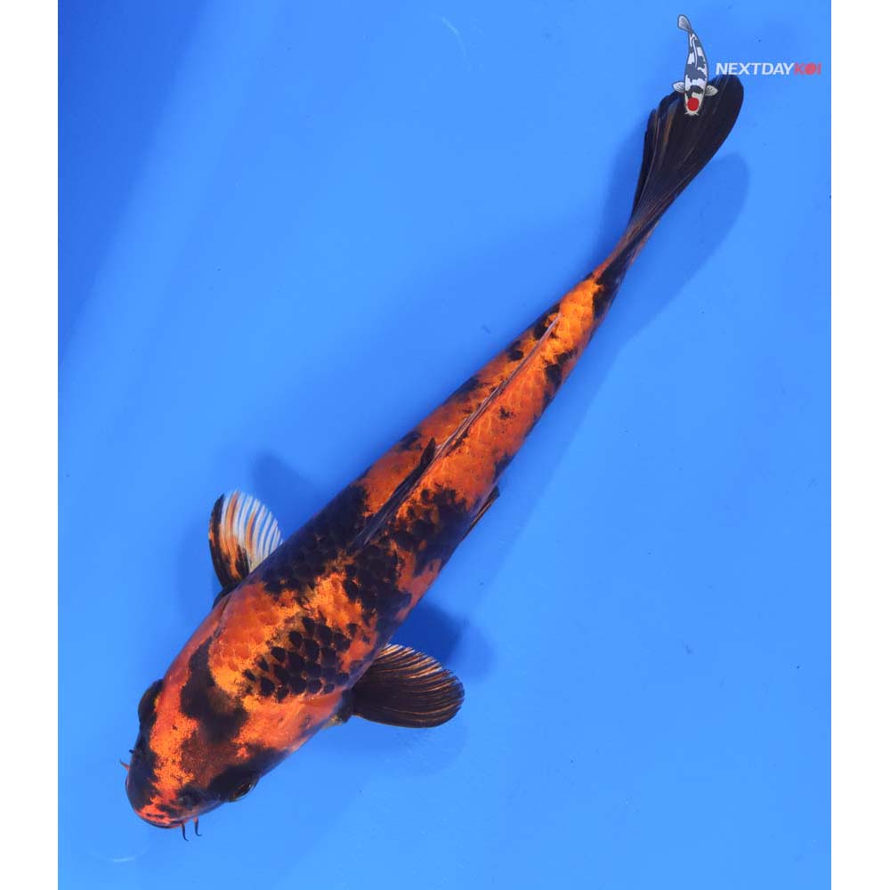 8.5” Imported Kin Hi Utsuri
