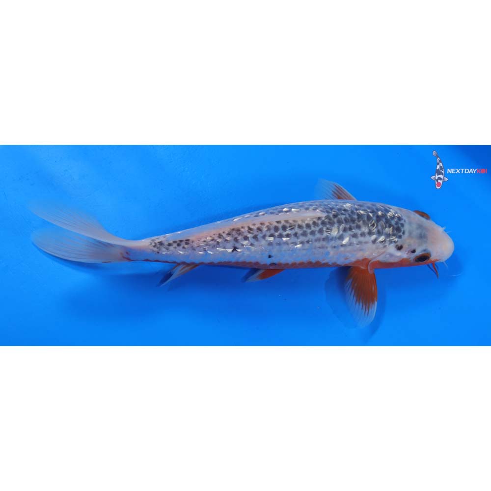9.5” Imported Gin Rin Asagi