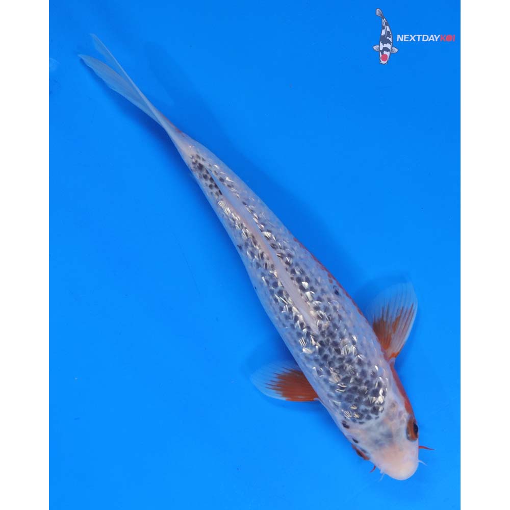 9.5” Imported Gin Rin Asagi