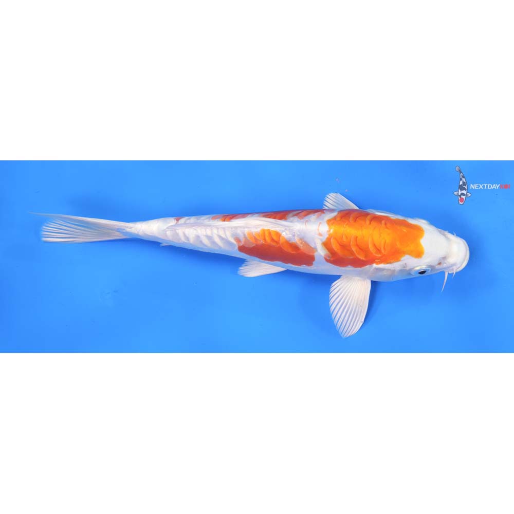 9.5” Imported Kikusui