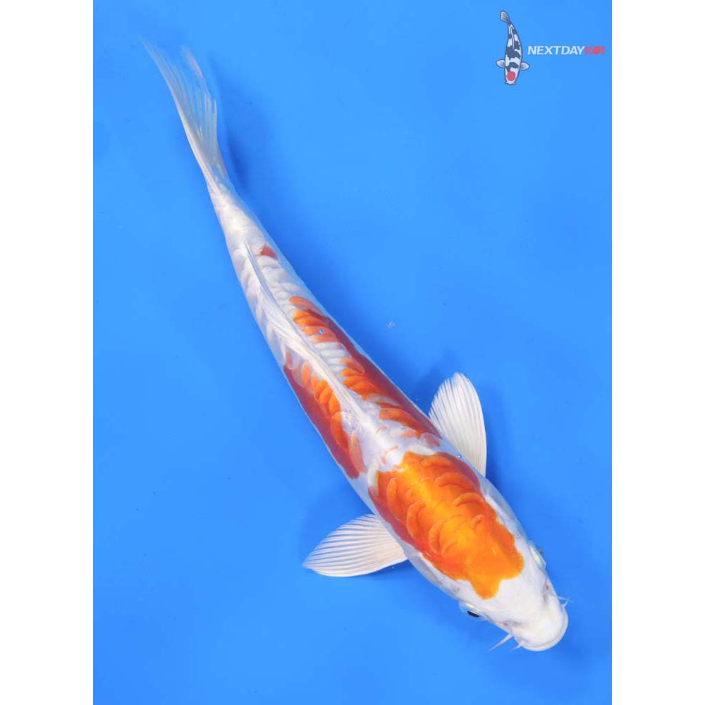 9.5” Imported Kikusui