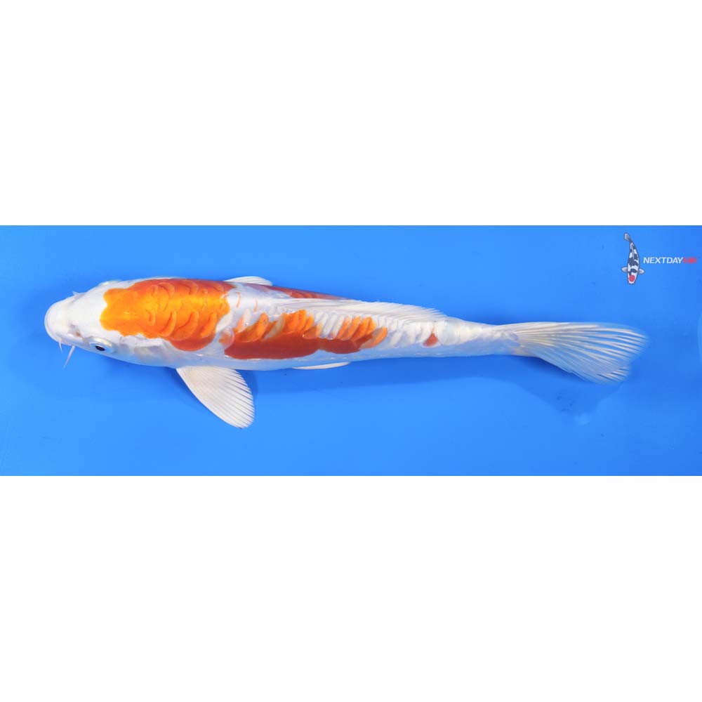 9.5” Imported Kikusui