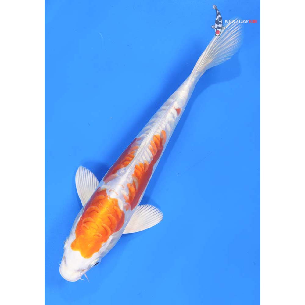 9.5” Imported Kikusui
