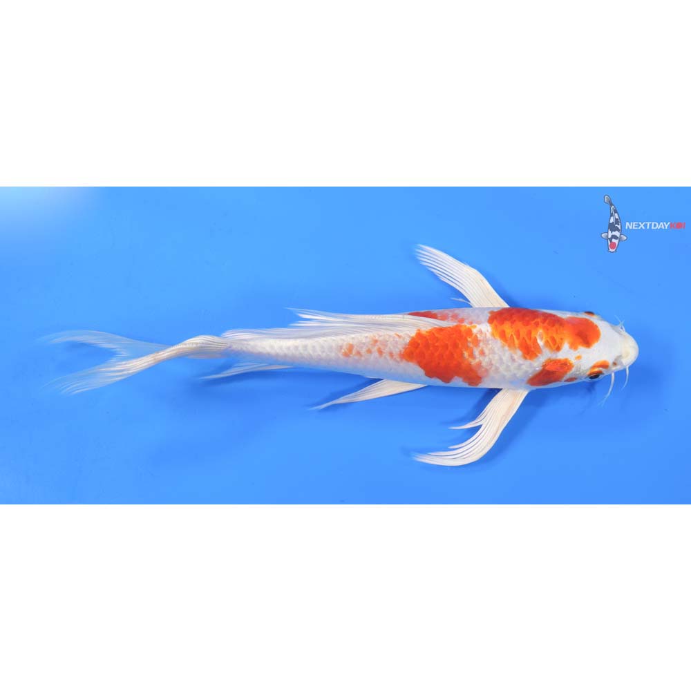 9.5” Imported Hariwake Butterfly Koi