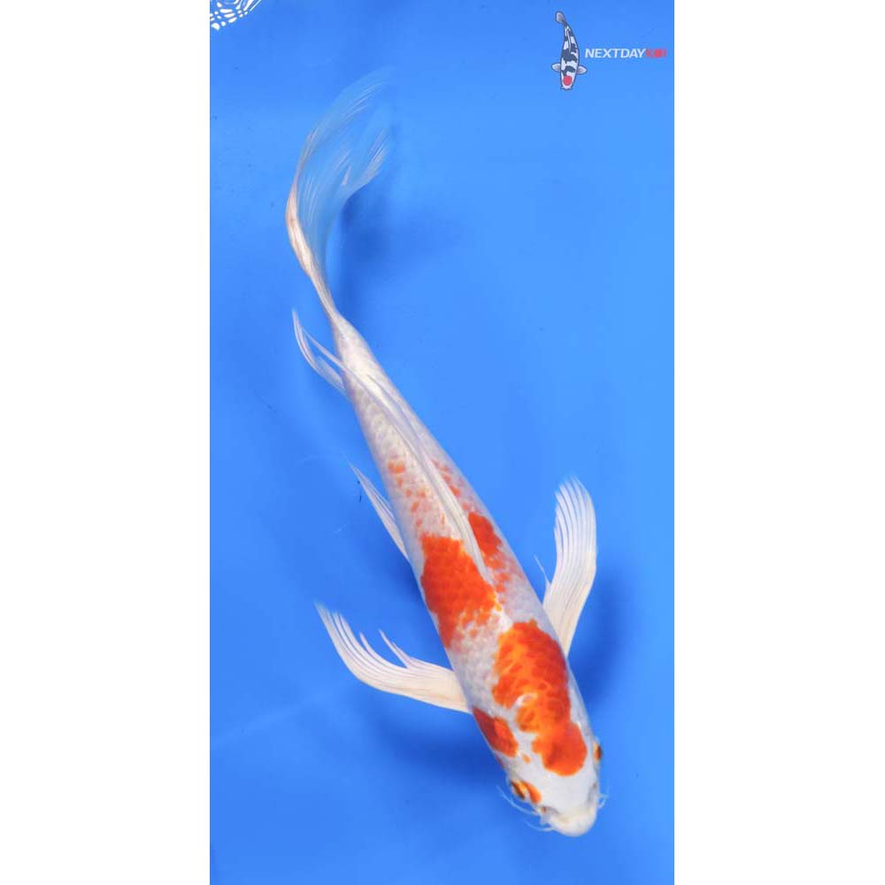 9.5” Imported Hariwake Butterfly Koi