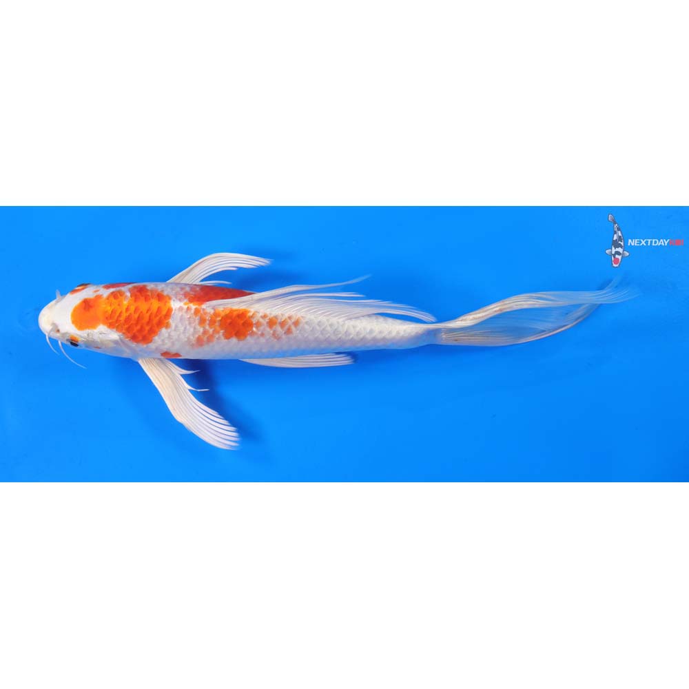 9.5” Imported Hariwake Butterfly Koi