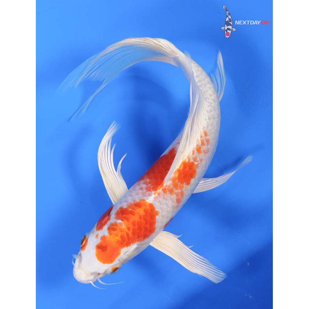 9.5” Imported Hariwake Butterfly Koi