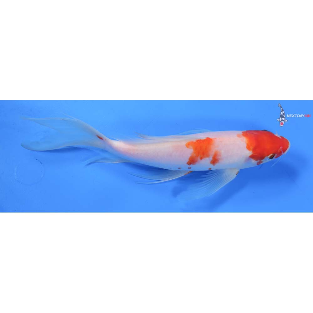 9” Imported Kohaku Butterfly Koi