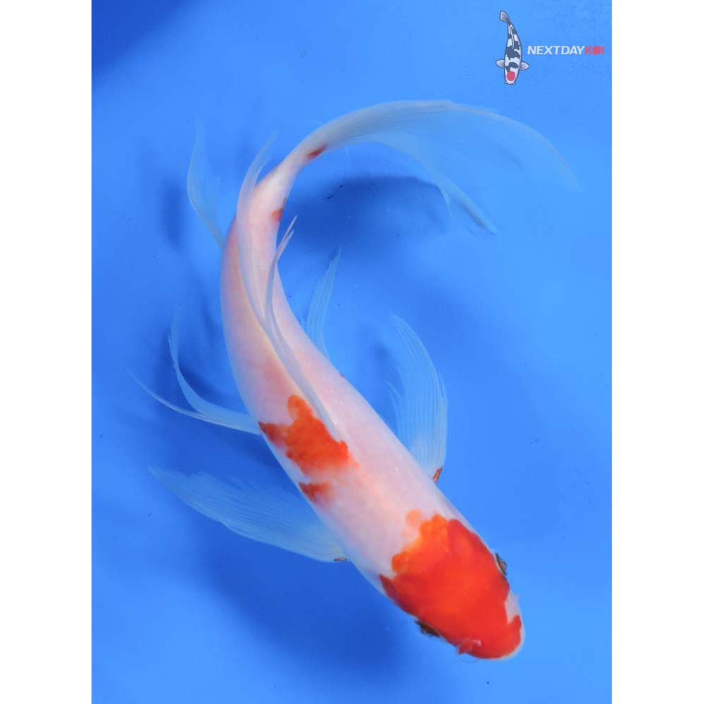 9” Imported Kohaku Butterfly Koi