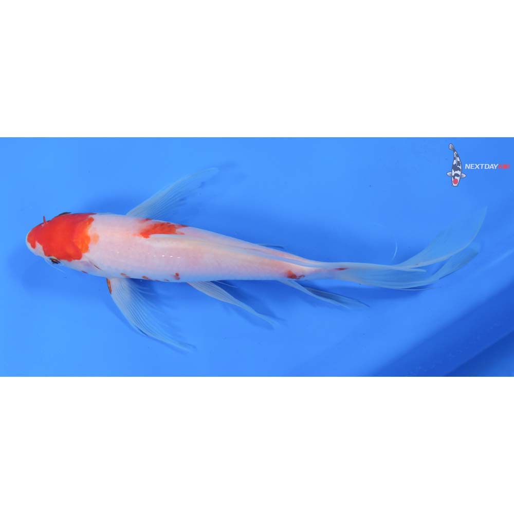 9” Imported Kohaku Butterfly Koi