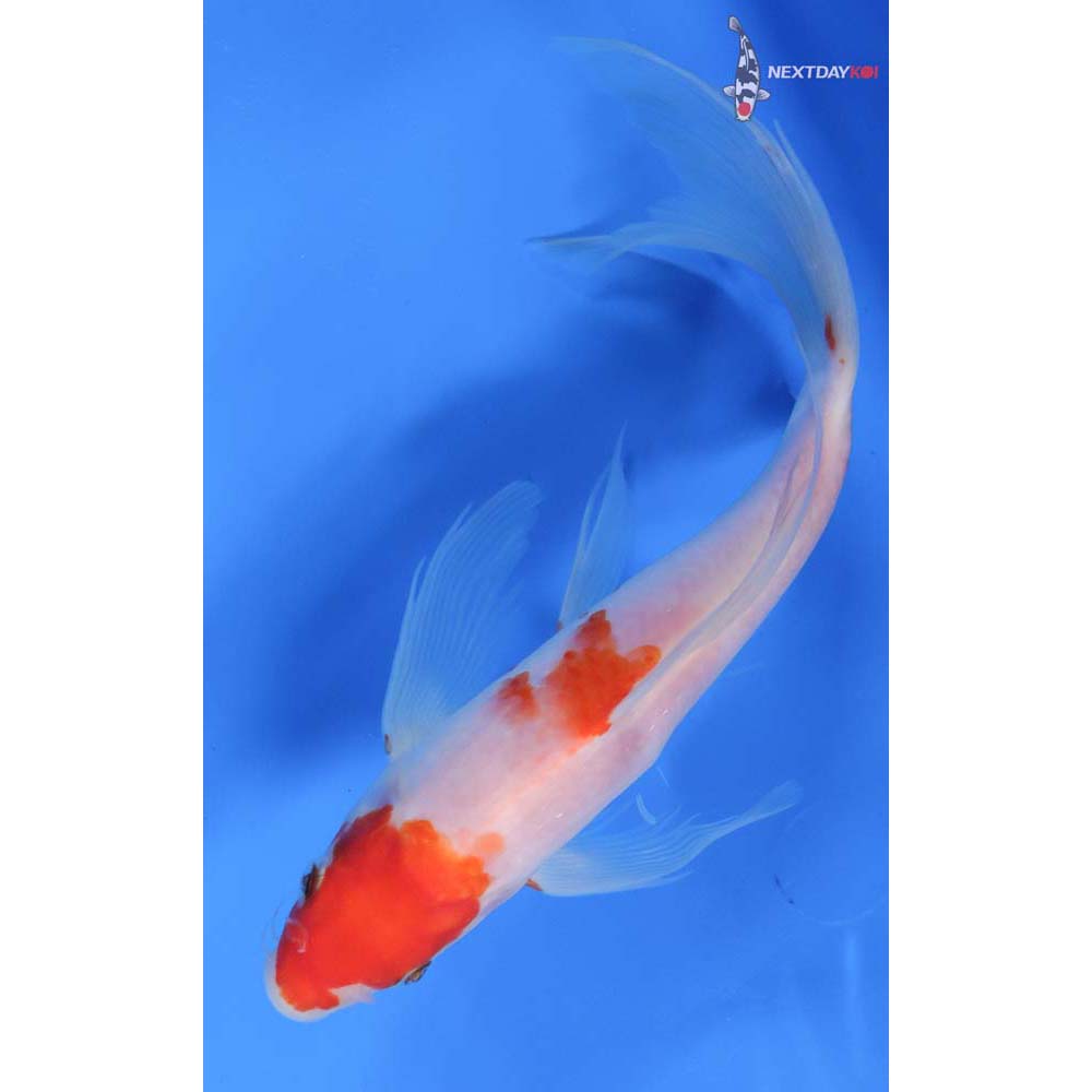 9” Imported Kohaku Butterfly Koi