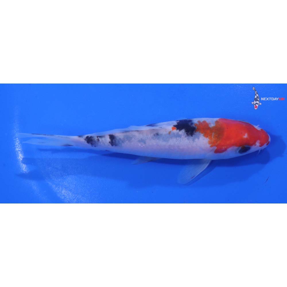5” Imported Sanke