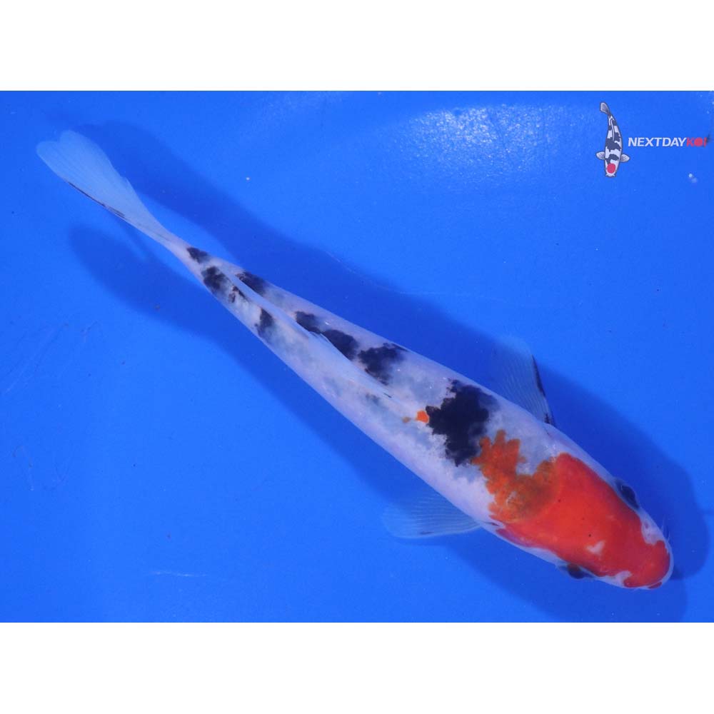 5” Imported Sanke