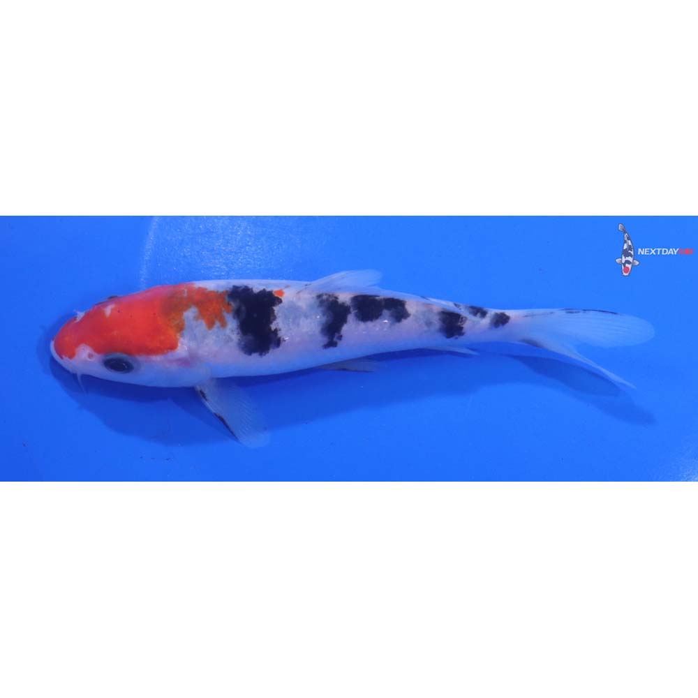 5” Imported Sanke