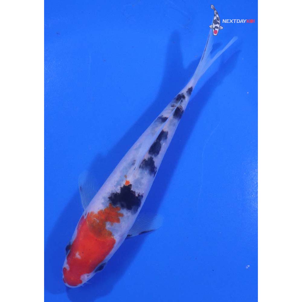 5” Imported Sanke