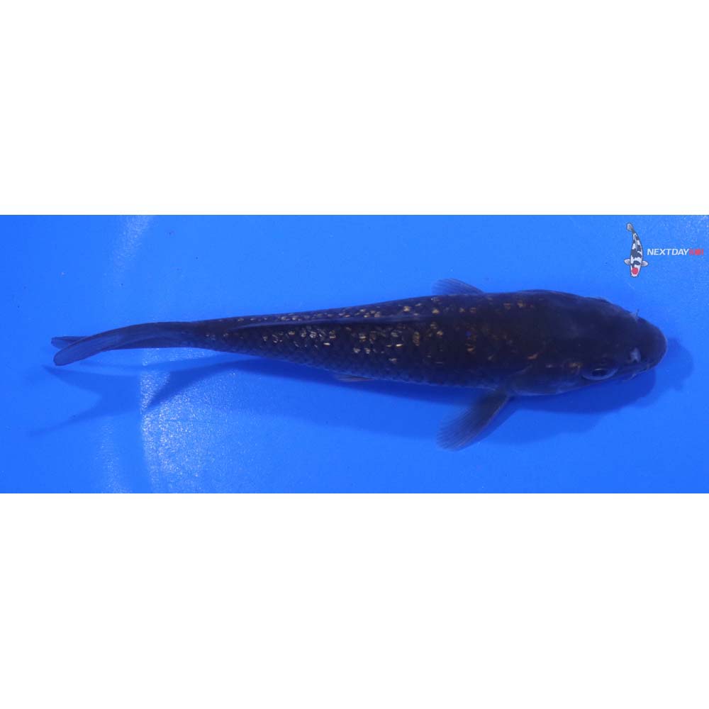 5” Imported Gin Rin Chagoi