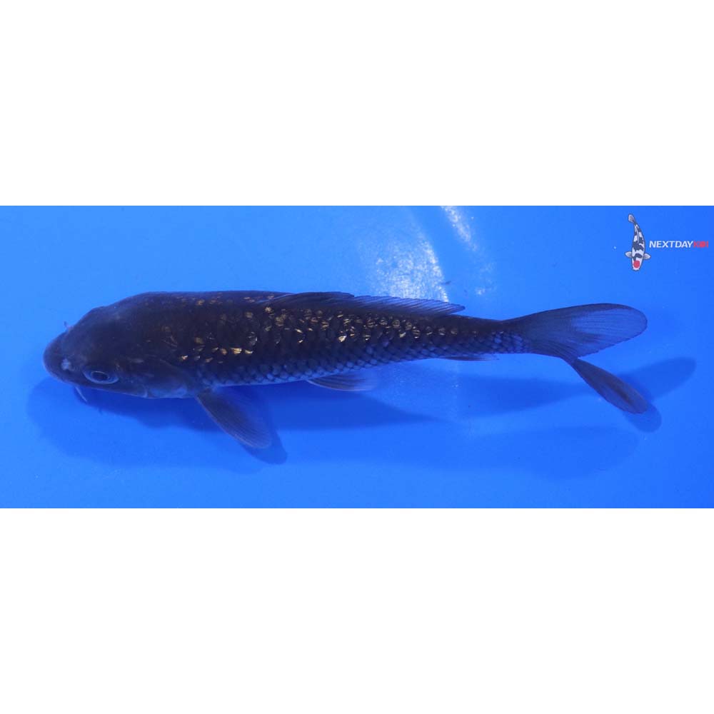 5” Imported Gin Rin Chagoi
