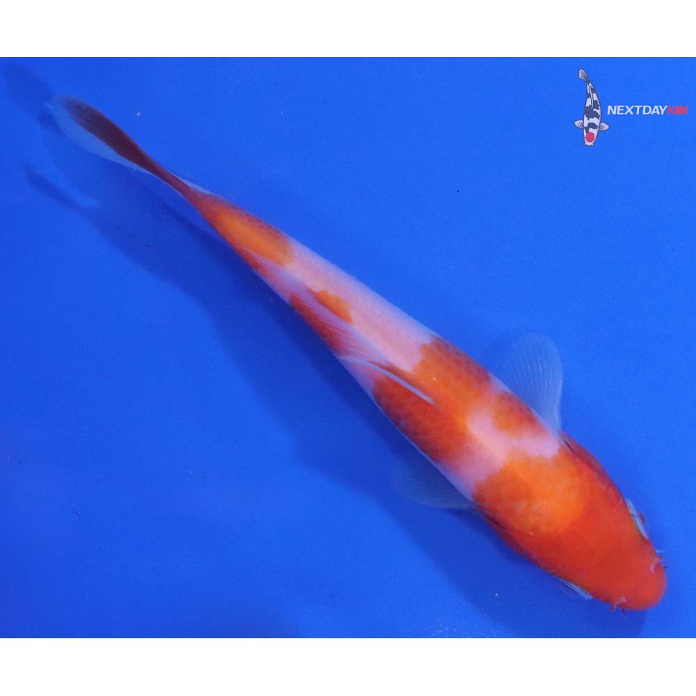 5” Imported Kohaku