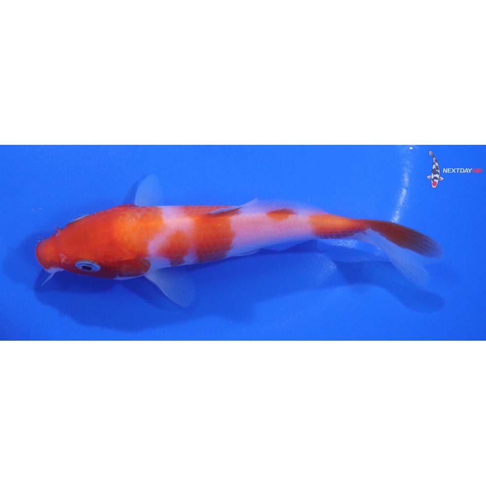 5” Imported Kohaku