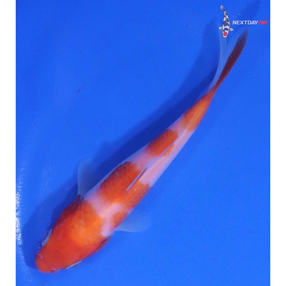 5” Imported Kohaku