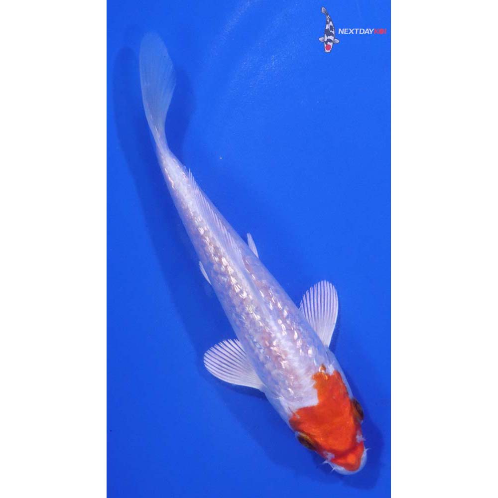 5” Imported Gin Rin Hariwake
