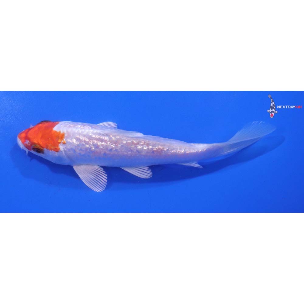 5” Imported Gin Rin Hariwake