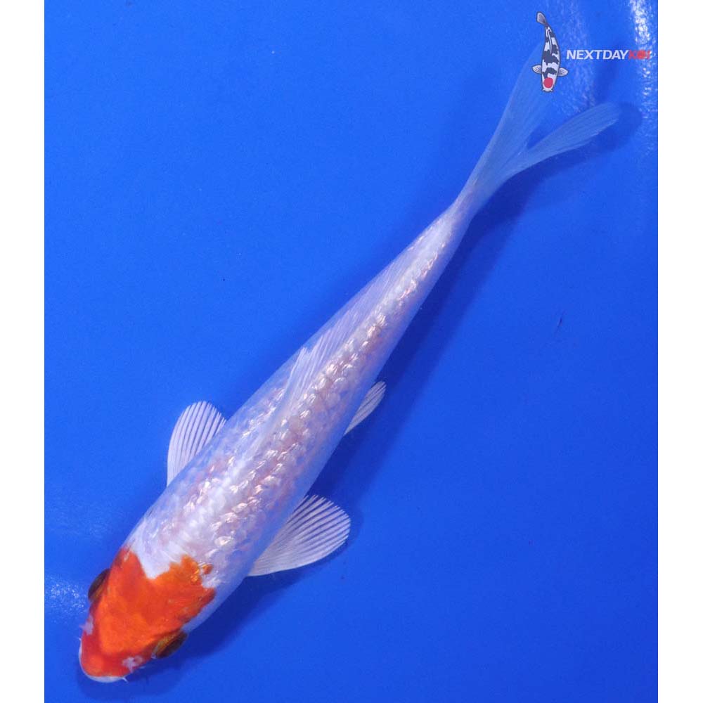 5” Imported Gin Rin Hariwake