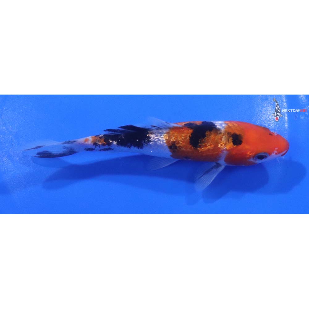 5” Imported Sanke