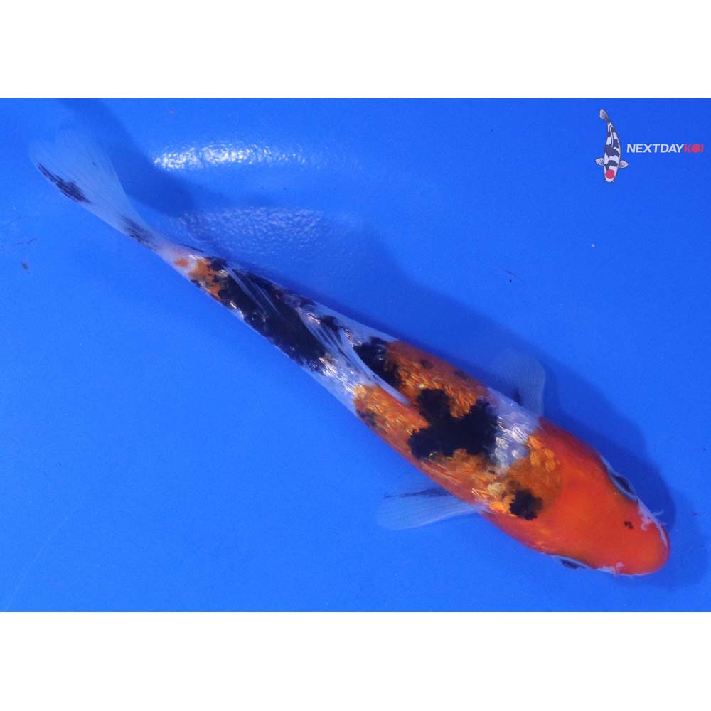 5” Imported Sanke
