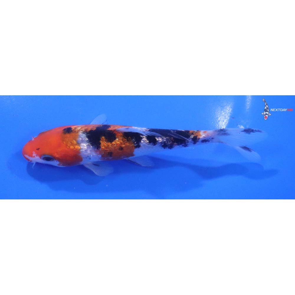 5” Imported Sanke