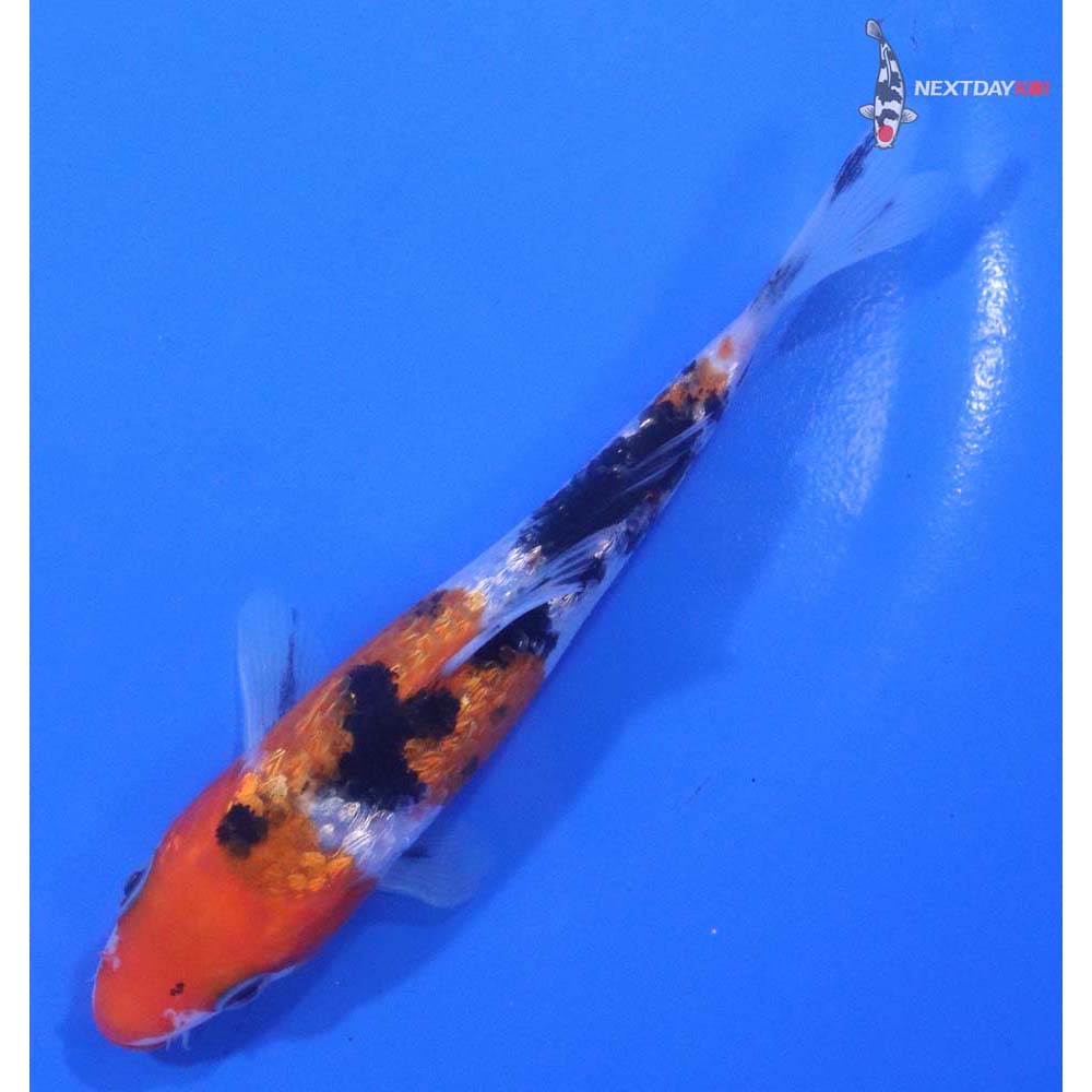 5” Imported Sanke