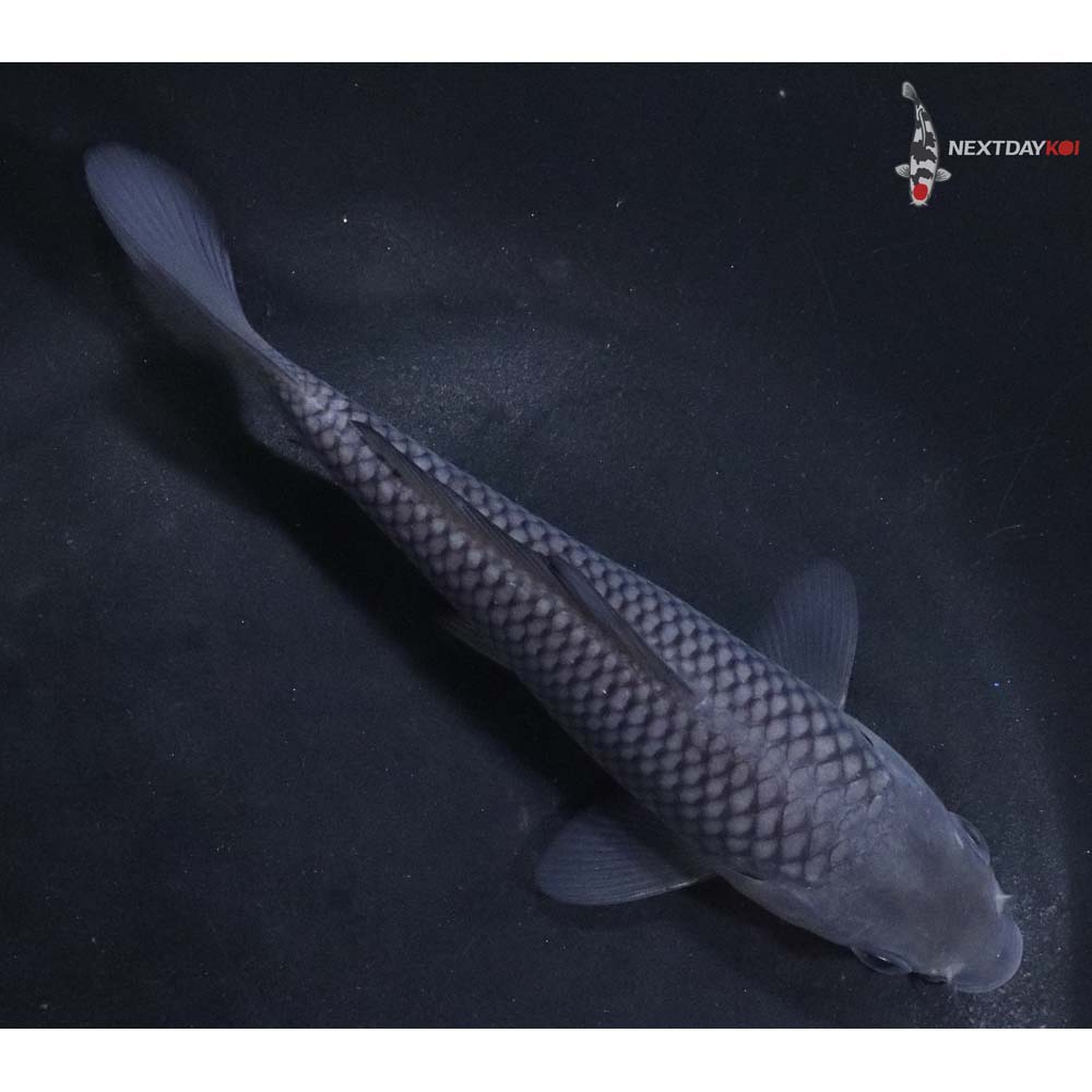5” Imported Soragoi