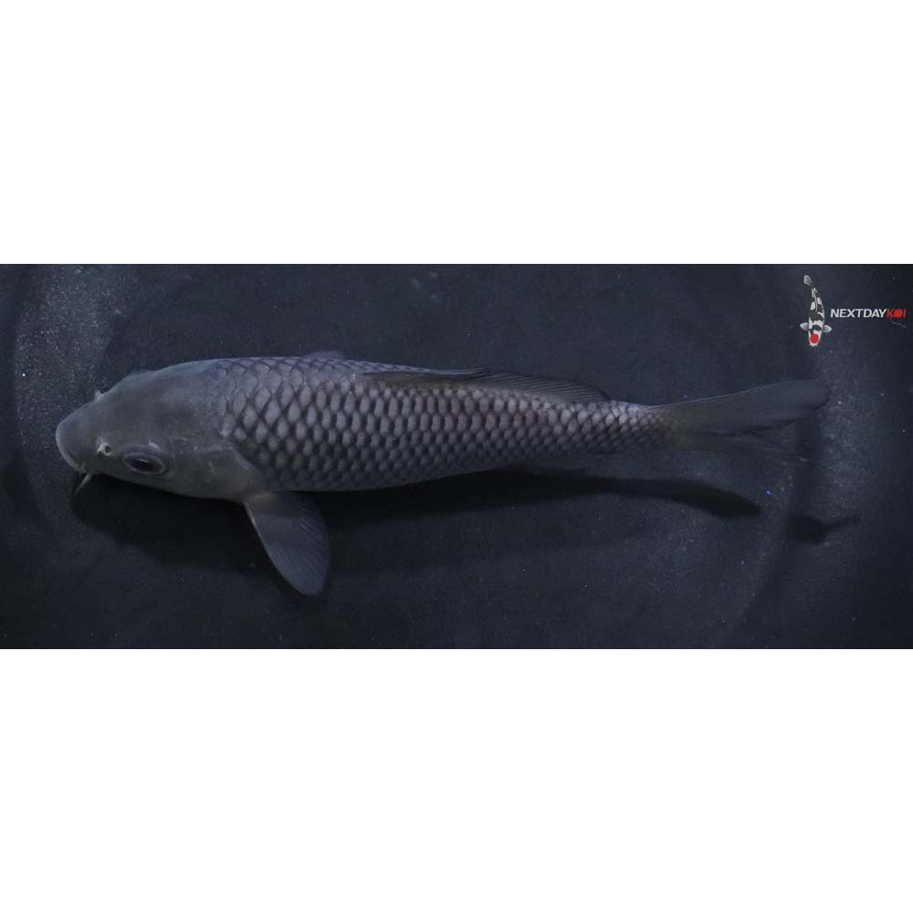 5” Imported Soragoi