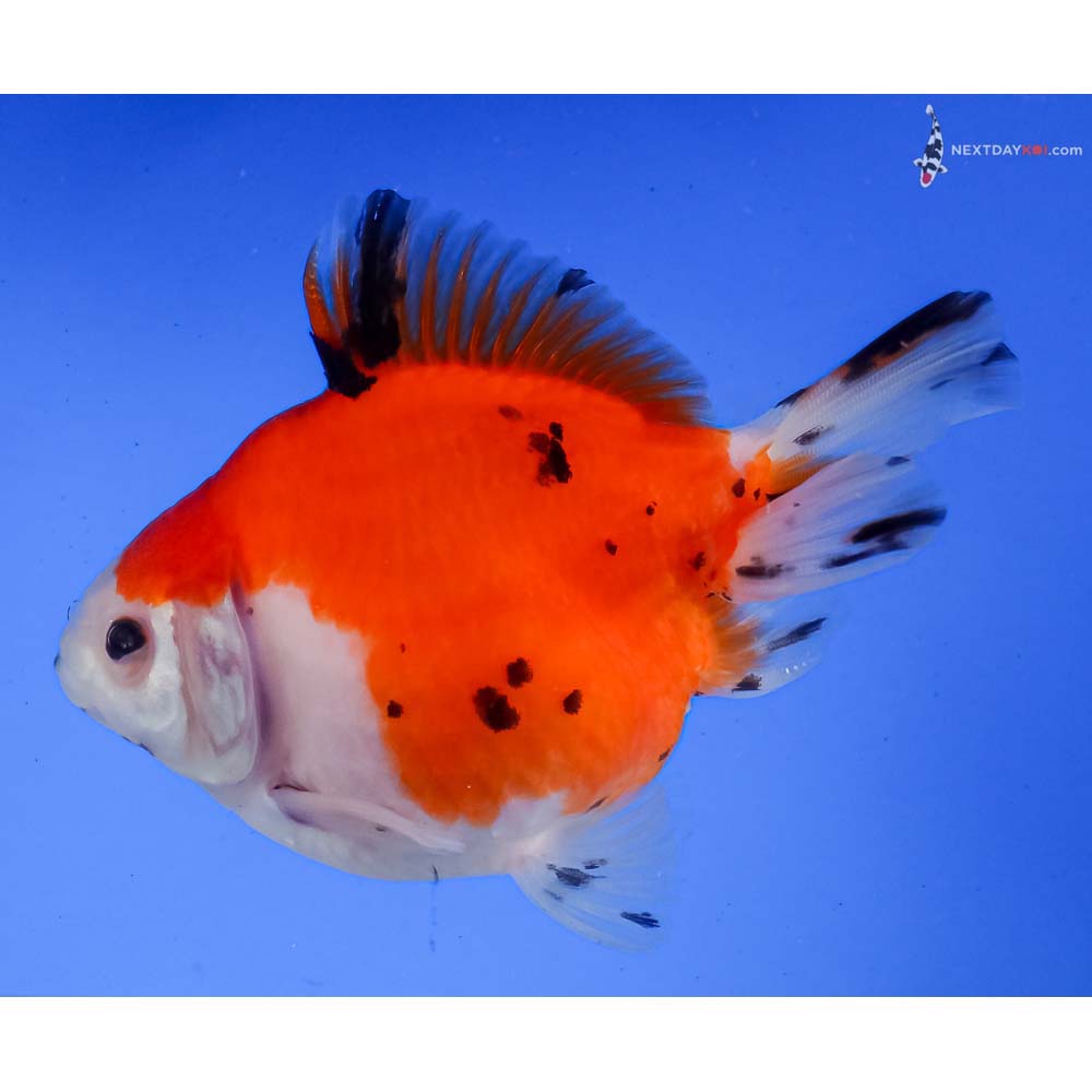 3.5” Imported Calico Ryukin