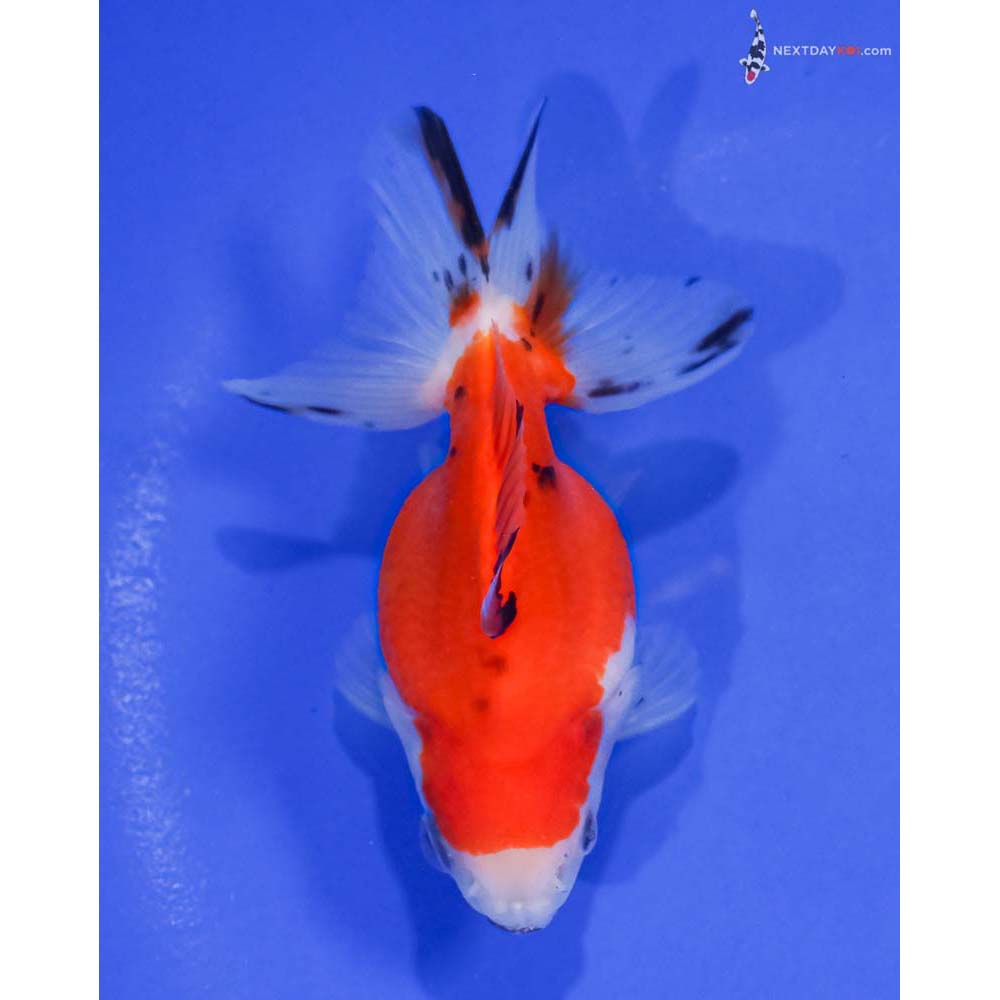 3.5” Imported Calico Ryukin