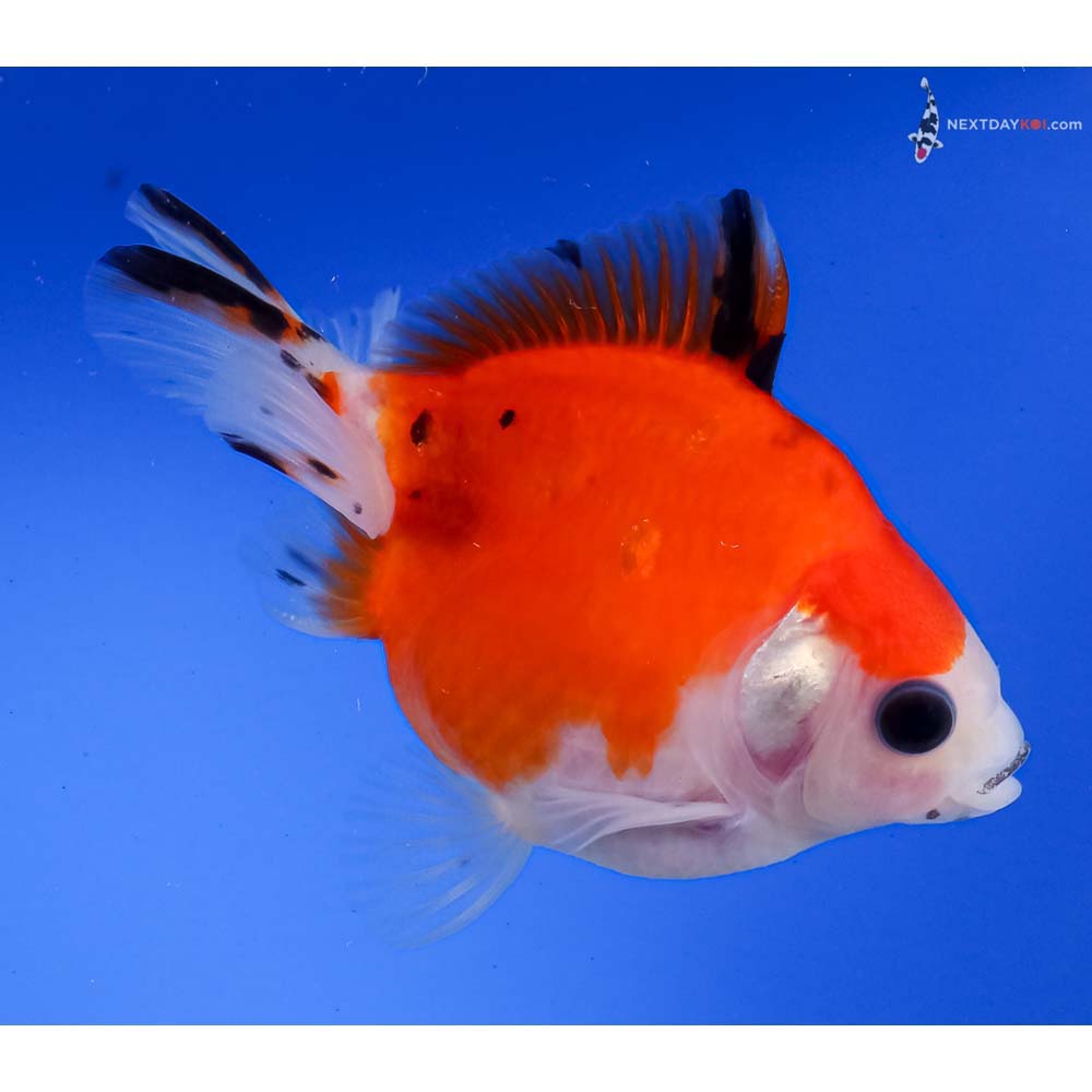 3.5” Imported Calico Ryukin