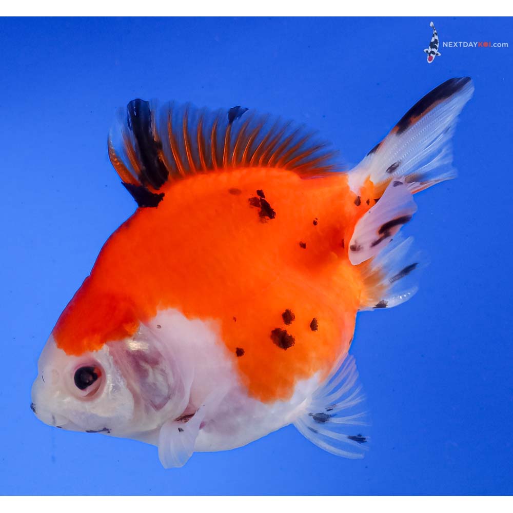 3.5” Imported Calico Ryukin