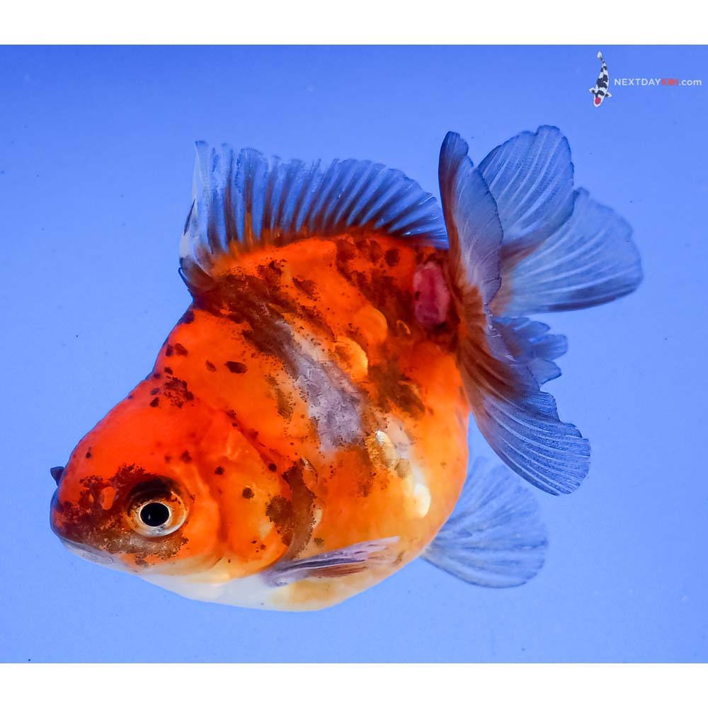 3” Imported Calico Ryukin