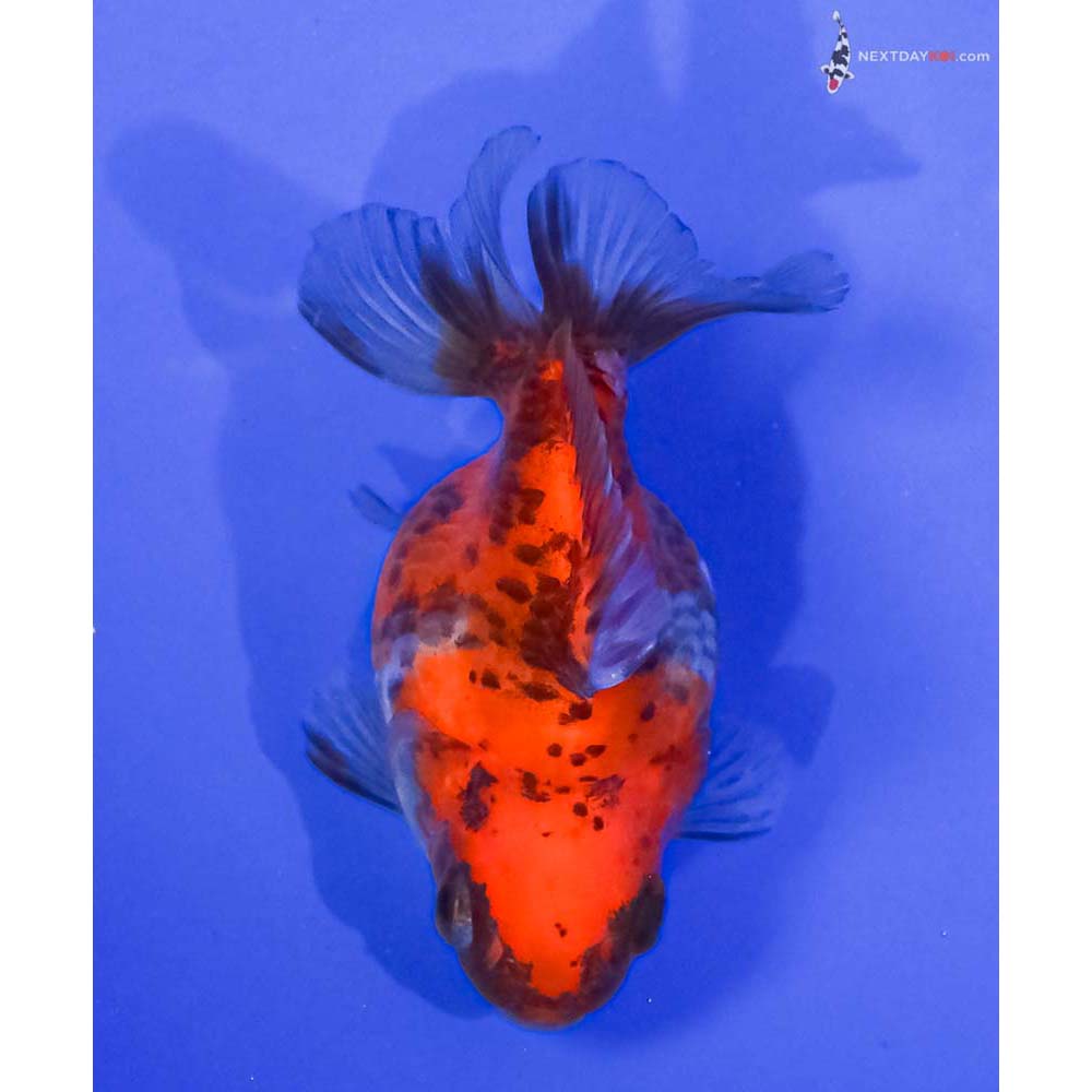 3” Imported Calico Ryukin