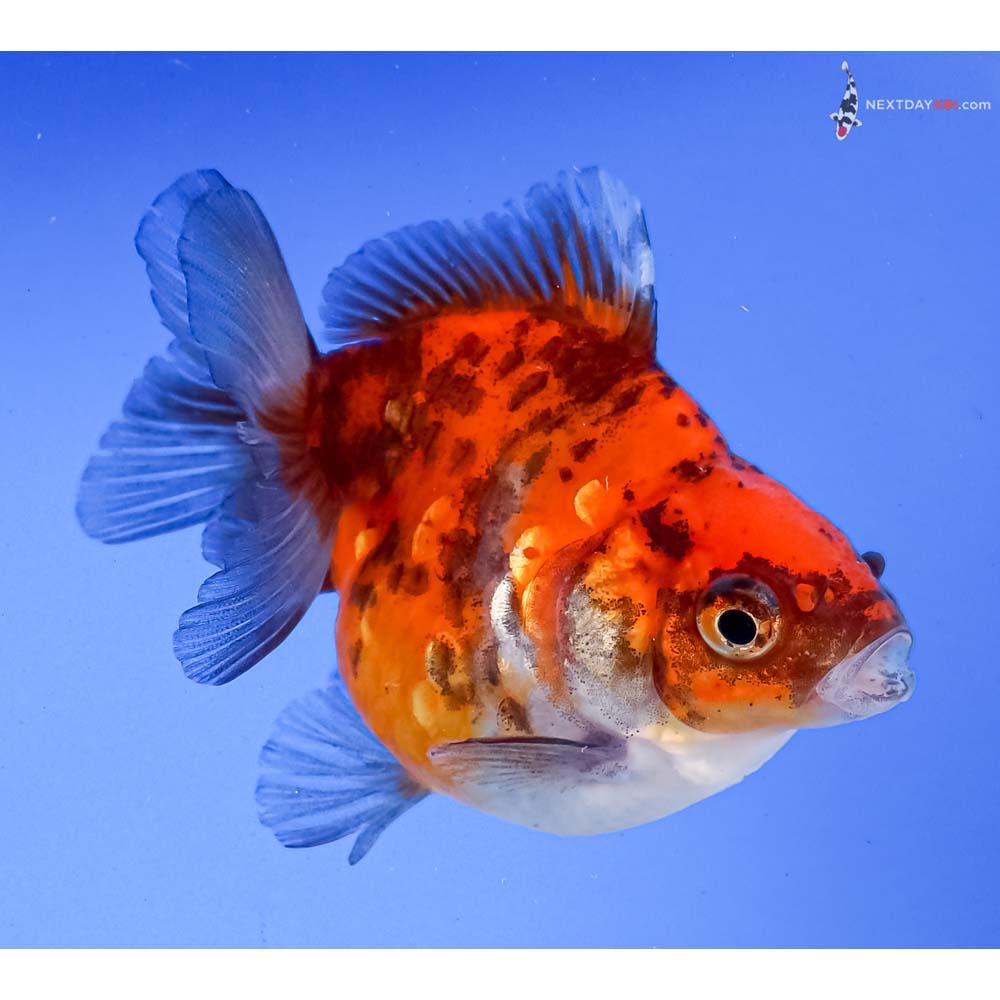 3” Imported Calico Ryukin