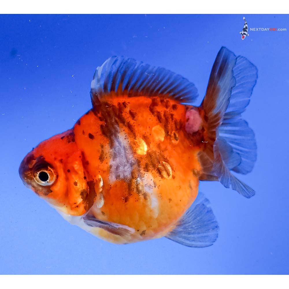 3” Imported Calico Ryukin