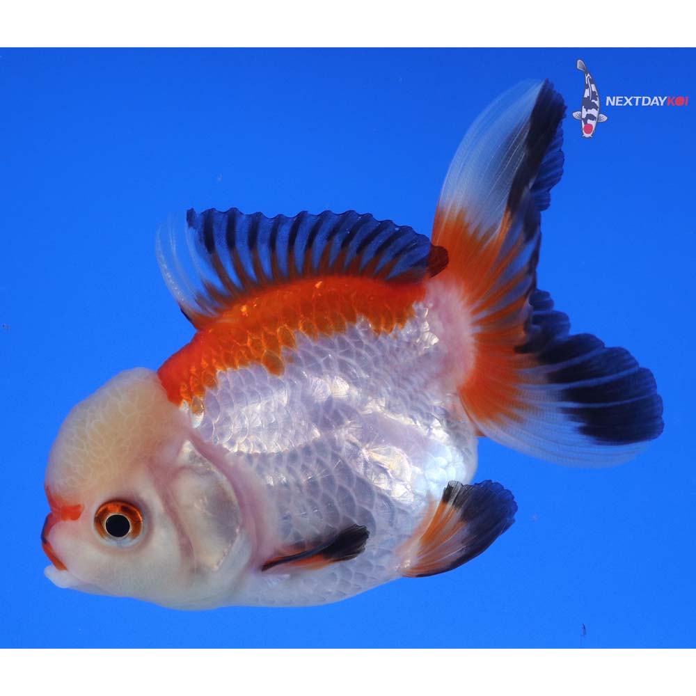 3.5” Imported Tri Color Oranda