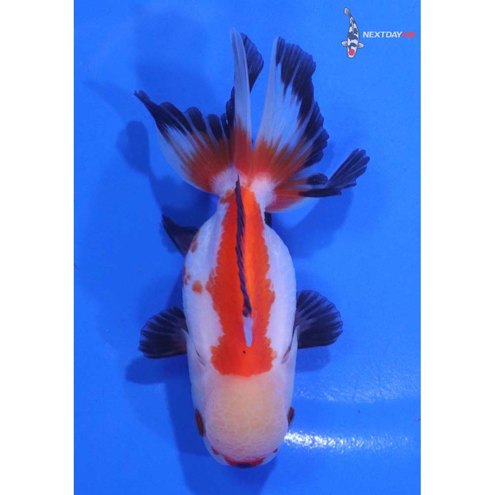 3.5” Imported Tri Color Oranda