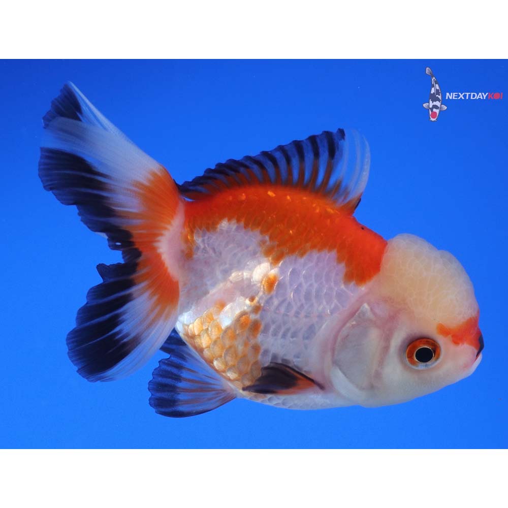 3.5” Imported Tri Color Oranda