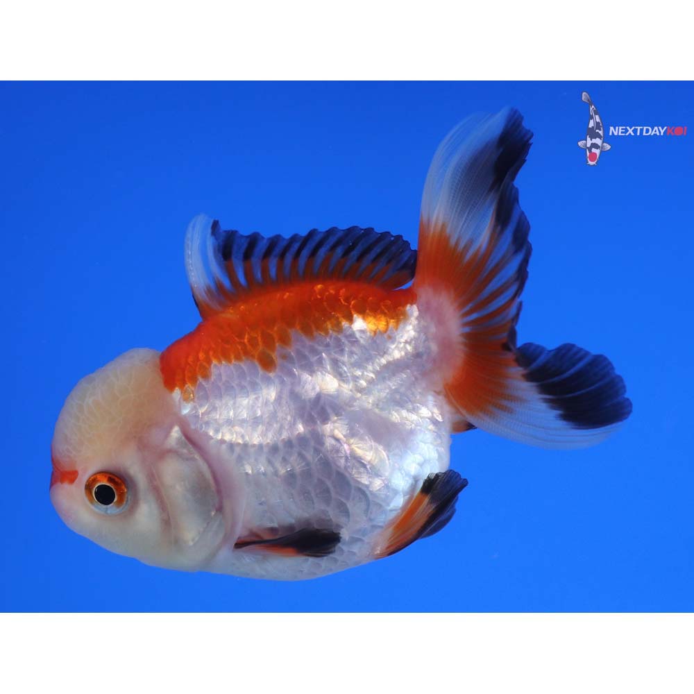 3.5” Imported Tri Color Oranda